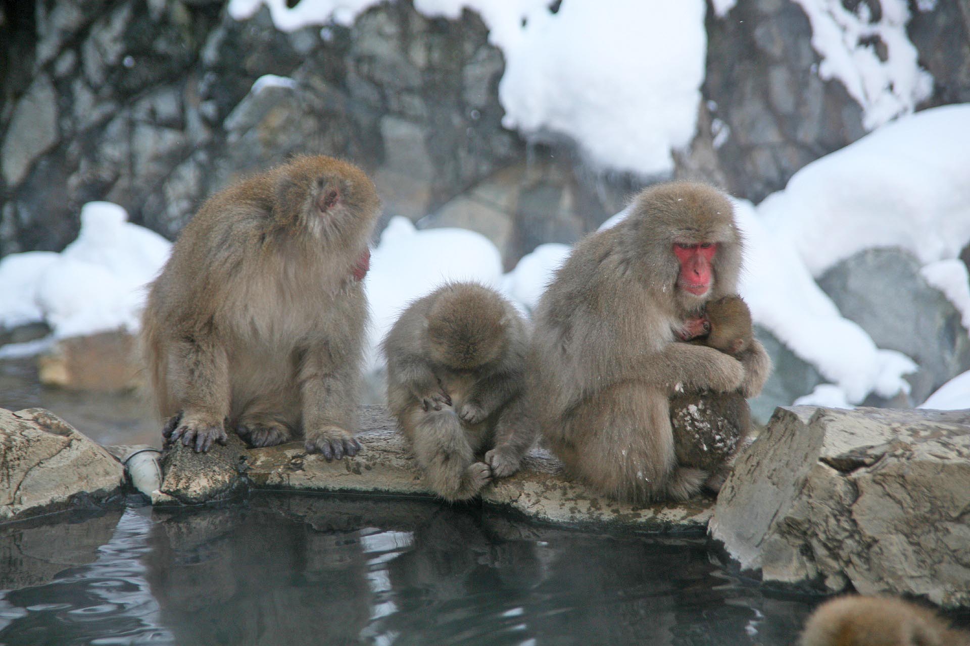 地獄谷温泉の猿　長野の冬の風景