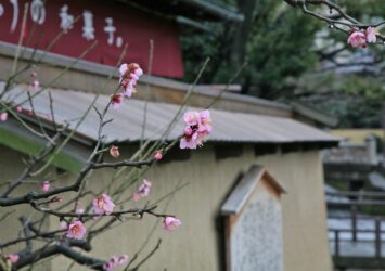 長町武家屋敷の梅の花　金沢の風景　石川の風景