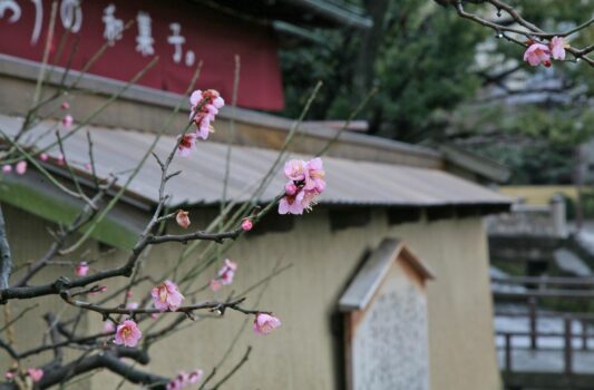 梅の花と初春の長町武家屋敷　金沢の風景