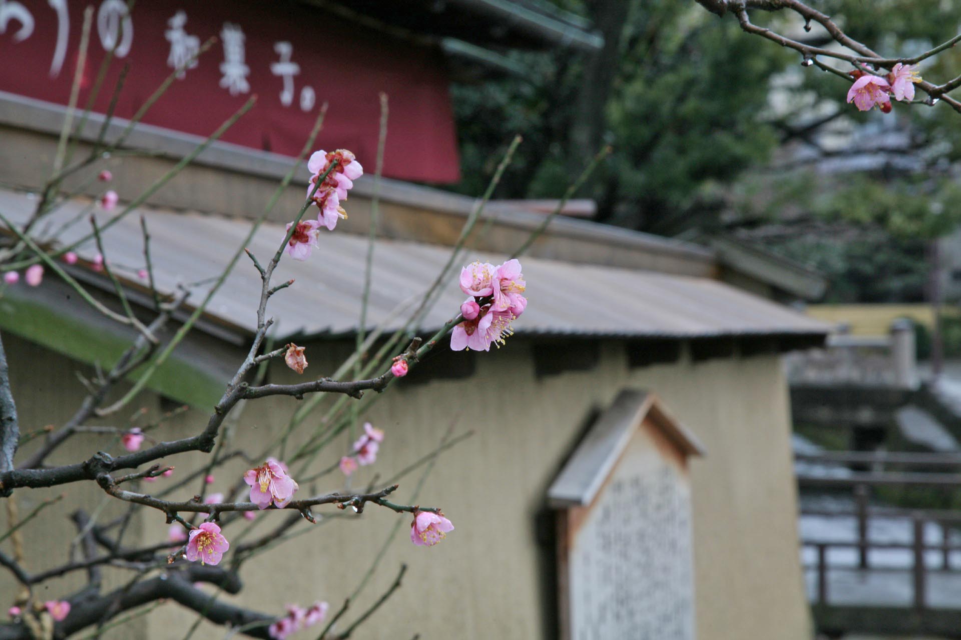 梅の花と初春の長町武家屋敷　金沢の風景