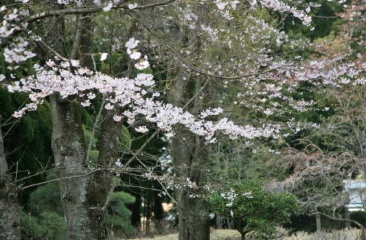 春の水戸偕楽園　茨城の風景