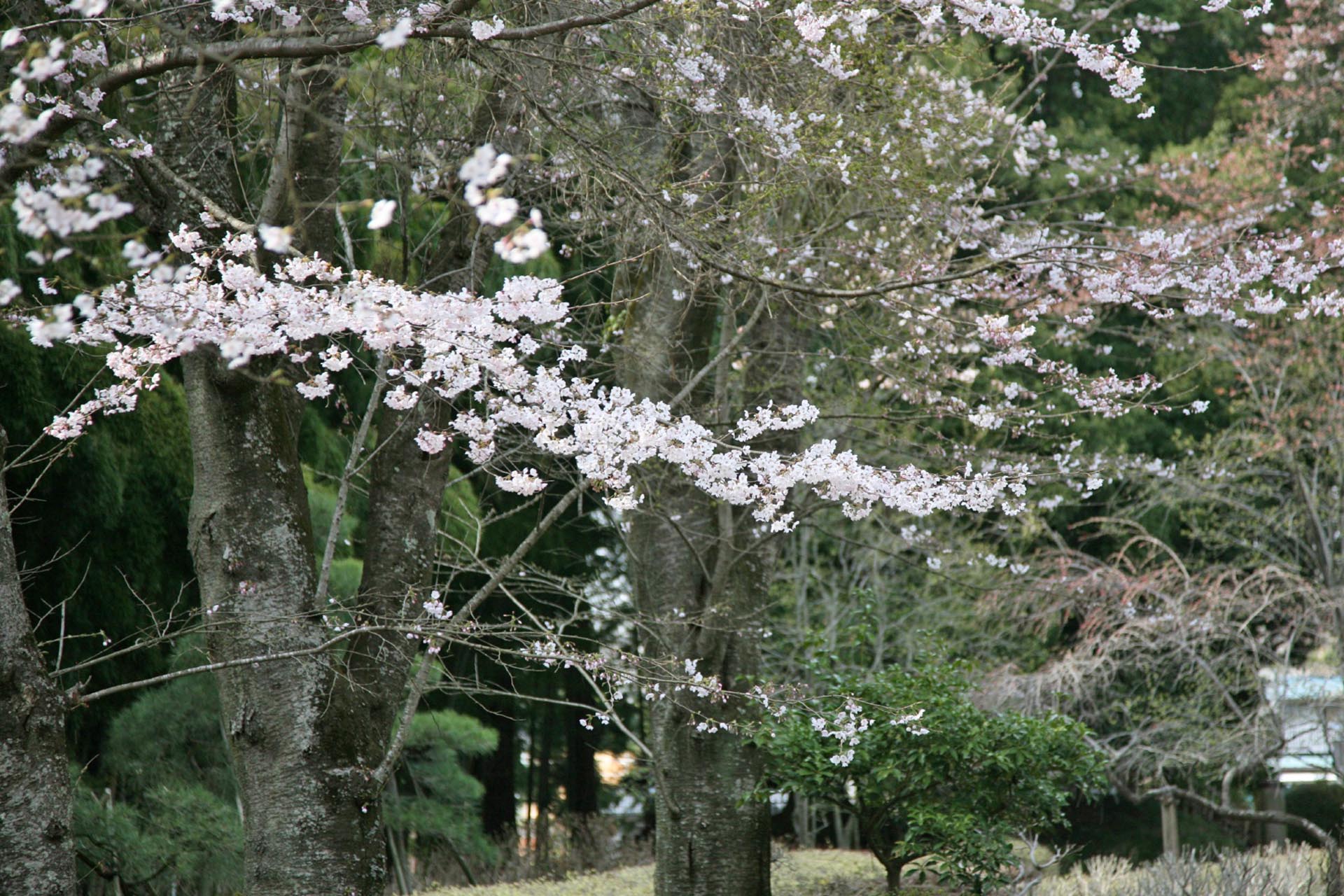 春の水戸偕楽園　茨城の風景