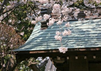 春の江島神社　桜と奥津宮　神奈川の風景