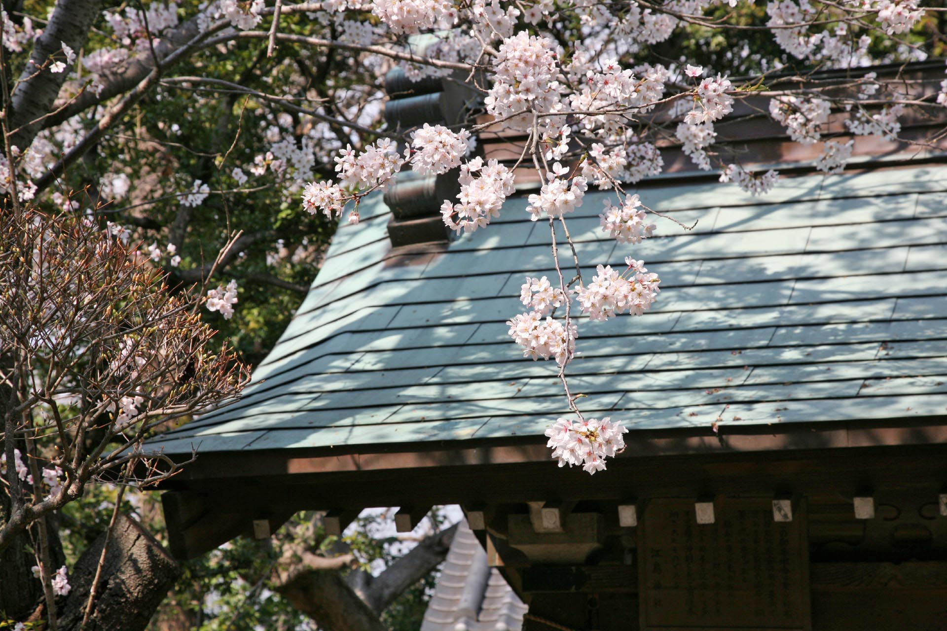 春の江島神社　桜と奥津宮　神奈川の風景