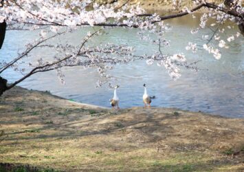 春の埼玉　桜と新河岸川　埼玉の風景
