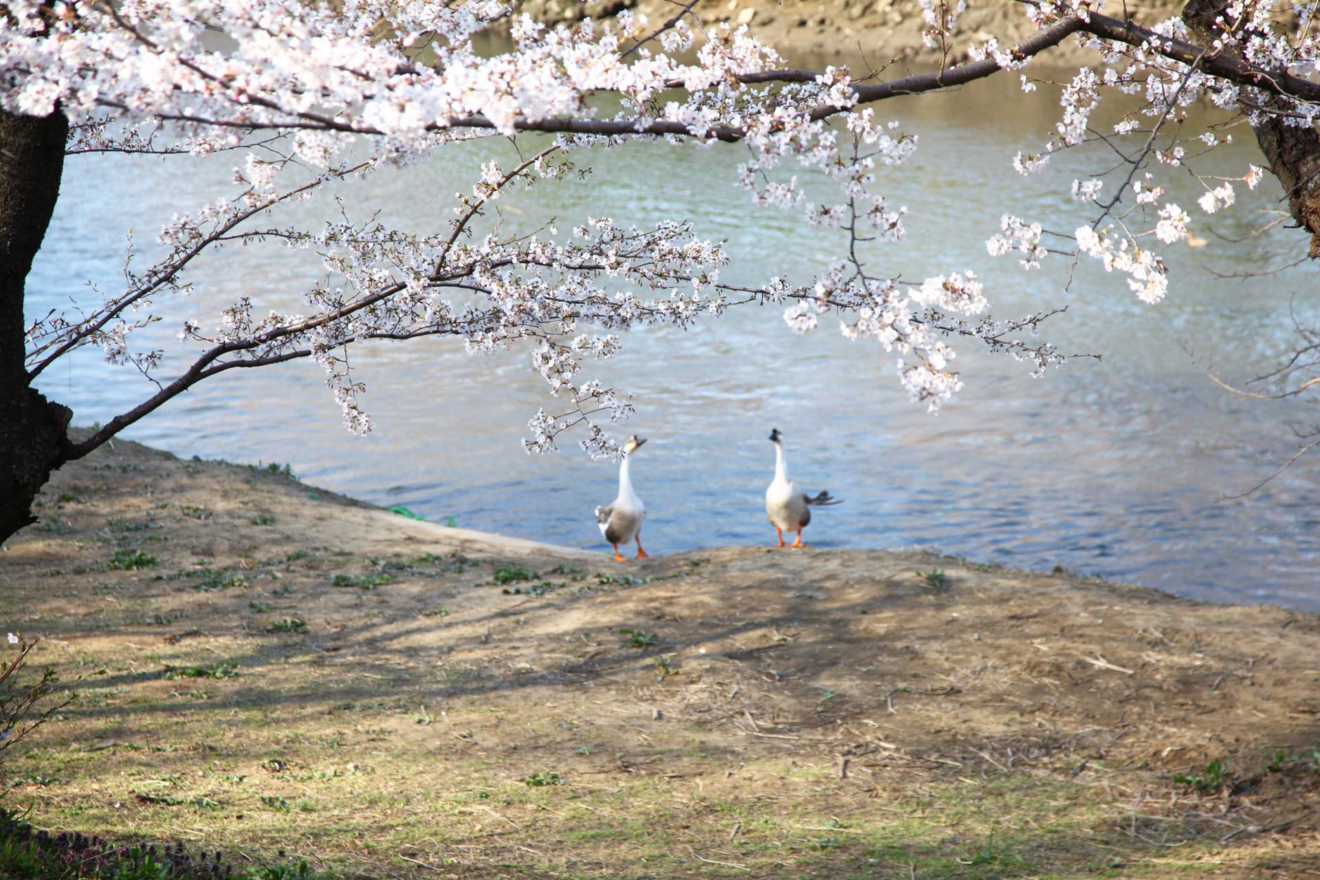 春の埼玉　桜と新河岸川　埼玉の風景