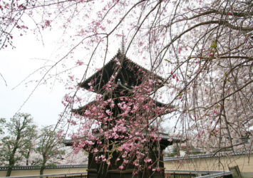 春の奈良　桜と興福寺・三重塔　奈良の風景