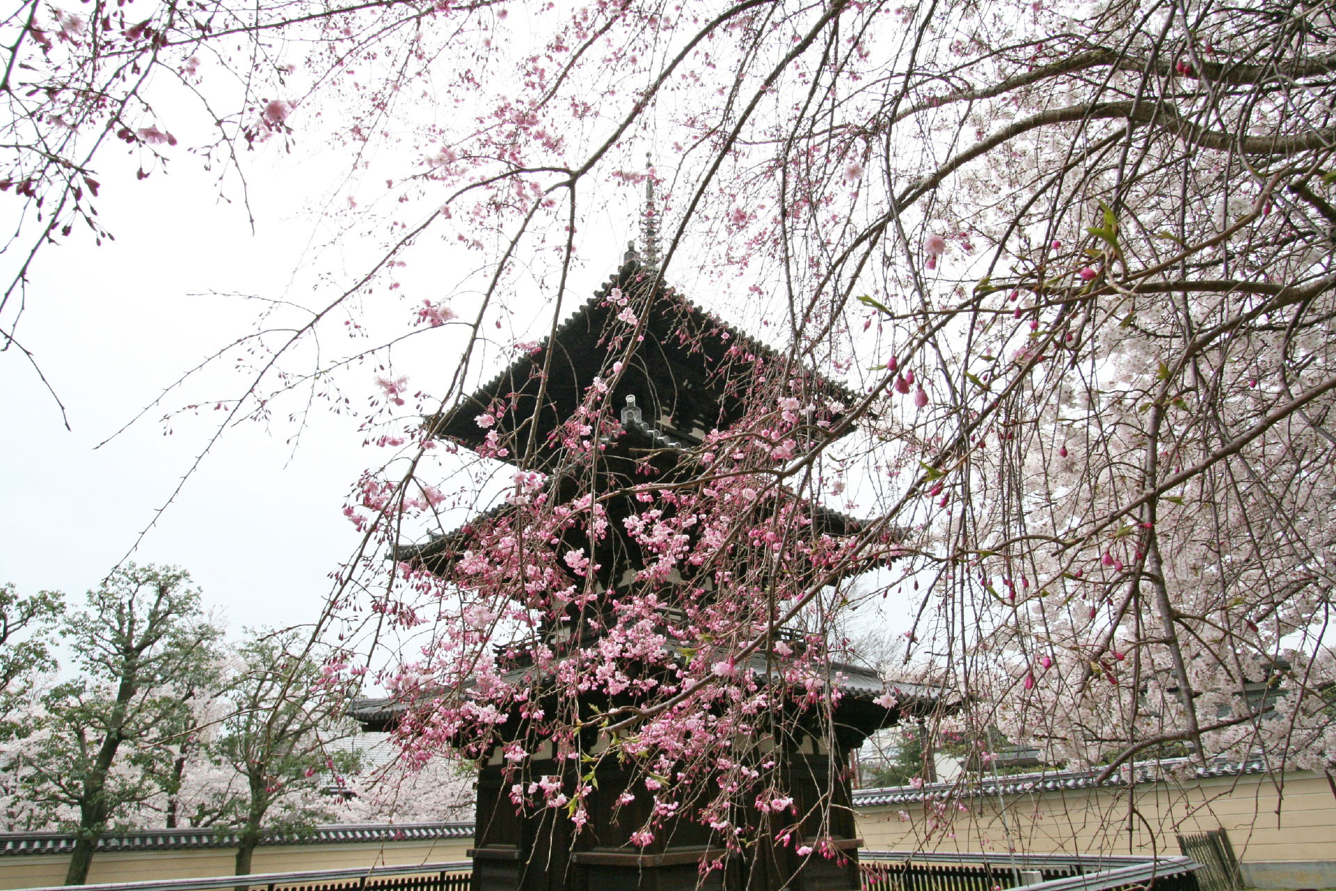 春の奈良　桜と興福寺・三重塔　奈良の風景