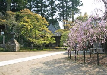 観福寺のしだれ桜　千葉の風景