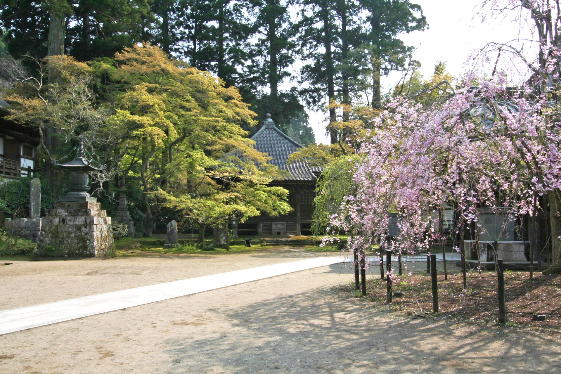 観福寺のしだれ桜　千葉の風景