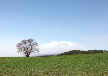 小岩井農場の一本桜と岩手山　岩手の風景