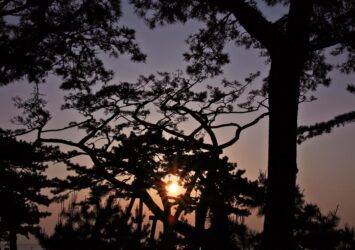 三保松原の日の出　静岡の風景