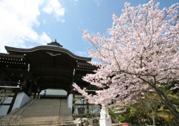 春の近江神宮　桜の風景　滋賀の風景