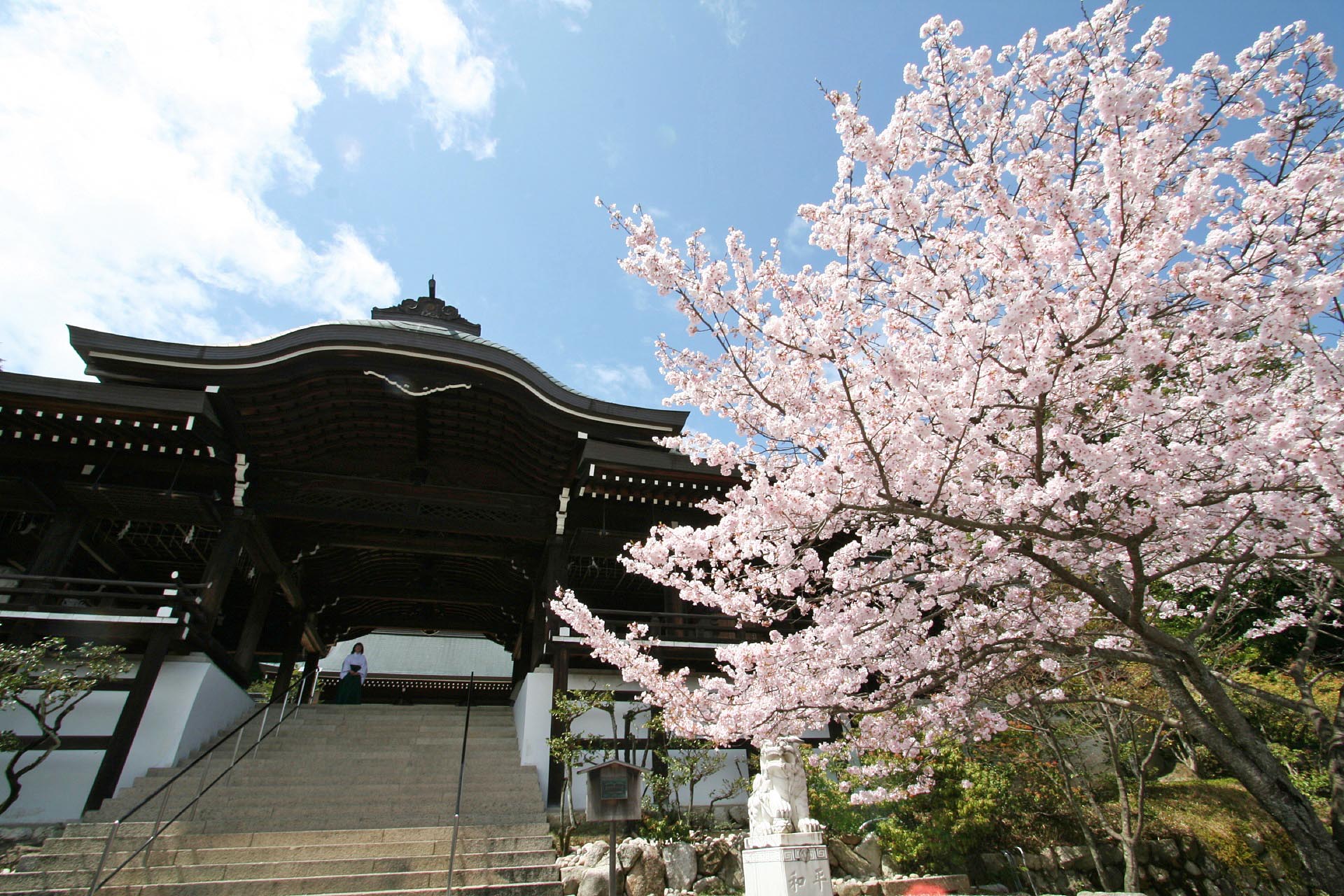 春の近江神宮　桜の風景　滋賀の風景