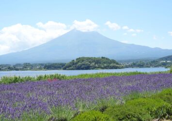 富士山と河口湖とラベンダー　山梨の風景