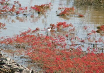 「海の紅葉」　秋の有明海の干潟「シチメンソウ」のある風景　佐賀の風景