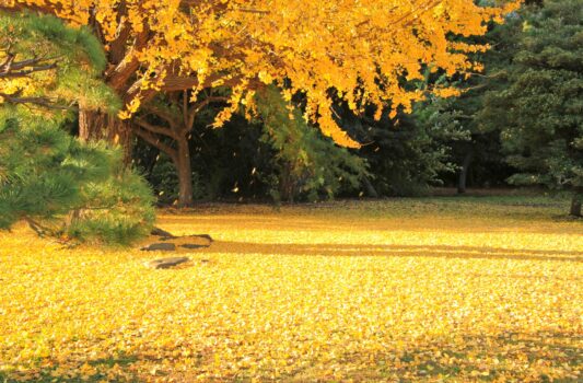 浜離宮の紅葉風景　東京の秋の風景