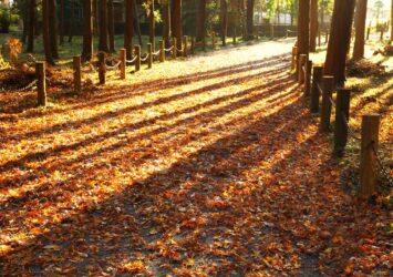 晩秋の武蔵野の雑木林　平林寺　埼玉の風景