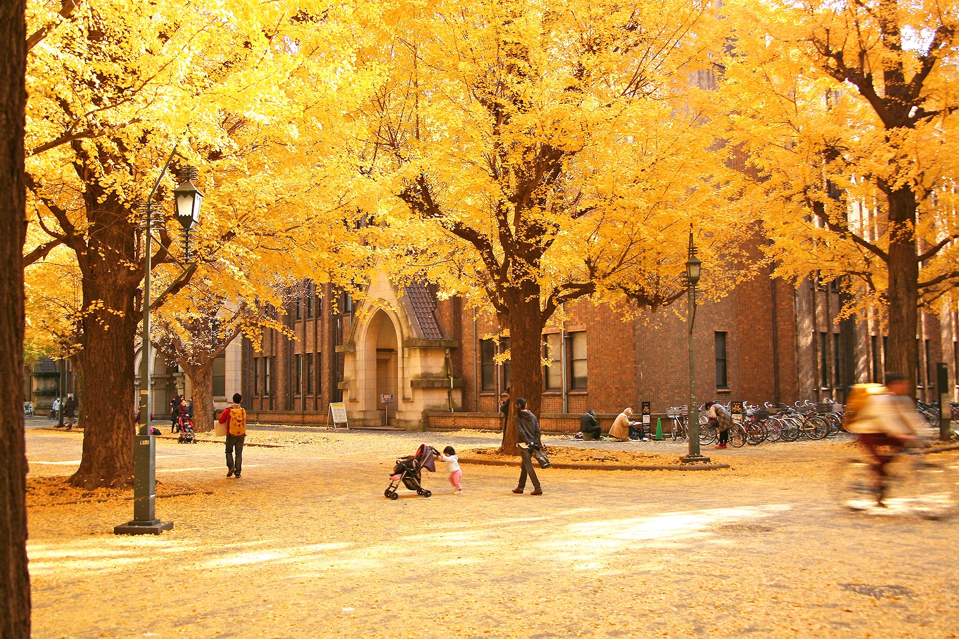 東京の秋の風景　東京大学構内の銀杏　東京の風景