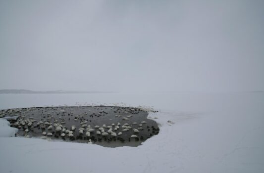 冬のクッチャロ湖　北海道の冬の風景