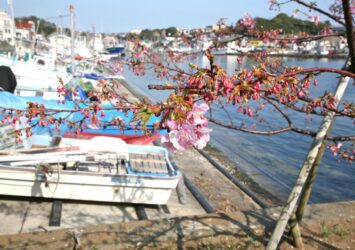 河津桜の咲く風景　三浦半島「三崎港」　神奈川の風景