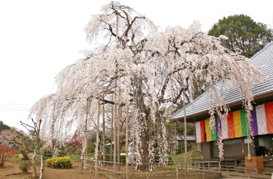 慈眼寺のしだれ桜　埼玉の風景