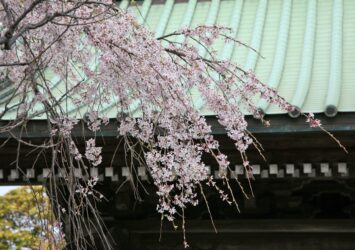 鎌倉の桜　長谷寺　神奈川の風景