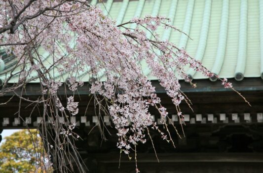 鎌倉の桜　長谷寺　神奈川の風景