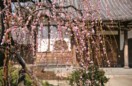 光源寺　駒込大観音の梅　東京の春の風景