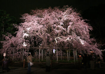 六義園の夜桜　東京の春の風景