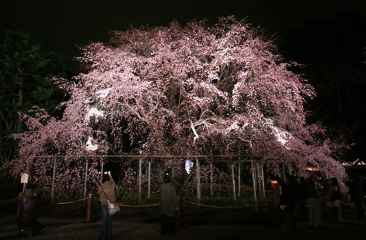 六義園の夜桜　東京の春の風景