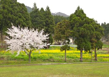 五城目町の春の風景　春の秋田の風景