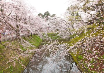 弘前城の桜　青森の春の風景