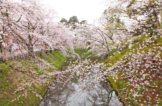 弘前公園（弘前城）の桜　青森の春の風景