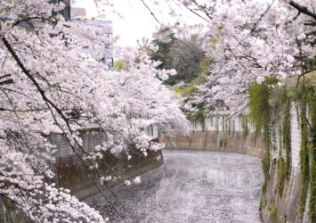 満開の桜と神田川　東京の春の風景