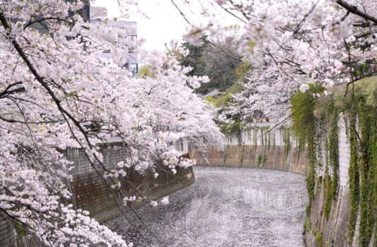満開の桜と神田川　東京の春の風景