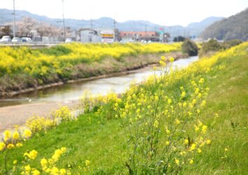 春の釣川　菜の花の風景　福岡の風景