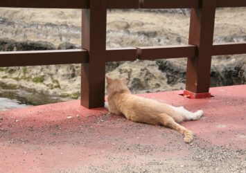 城ヶ島のネコ　神奈川の風景