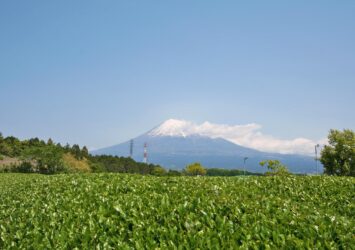 五月の茶畑と富士山　静岡の風景
