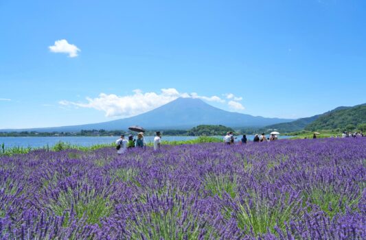 ラベンダーと富士山と河口湖　夏の山梨の風景　富士山の絶景