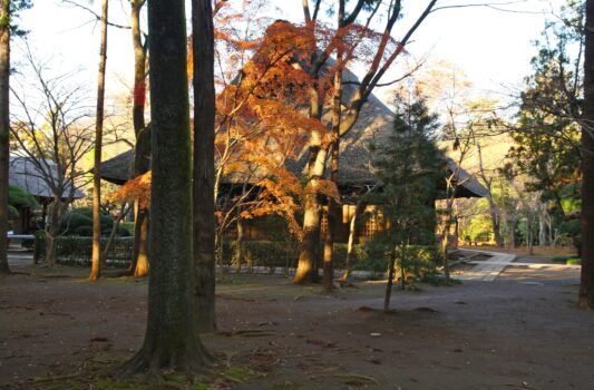 秋の平林寺　紅葉風景　秋の埼玉の風景