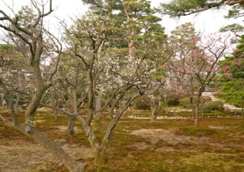 初春の兼六園　梅の花　金沢の風景　石川の風景