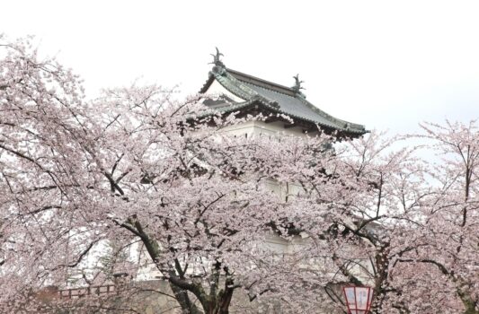 春の弘前　桜と弘前城　春の青森の風景