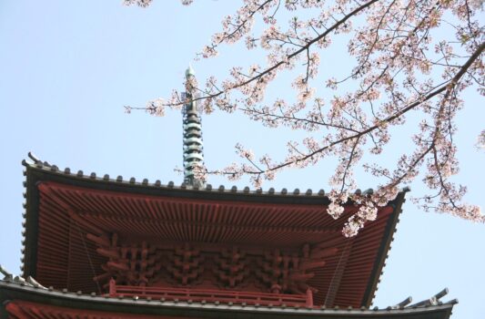 春の池上本門寺　桜と五重塔　春の東京の風景