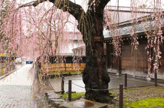 春の角館　武家屋敷のしだれ桜　春の秋田の風景
