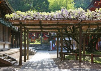 春の春日大社　藤の花　春の奈良の風景