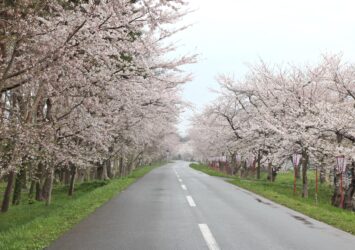 「小川原湖畔の千本桜」　春の青森の風景