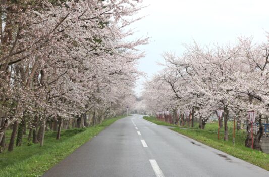 春の小川原湖畔「小川原湖畔の千本桜」　春の青森の風景