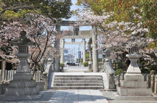 春の宗像大社　桜と鳥居　春の福岡の風景
