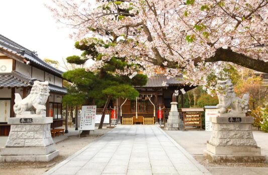 春の中津大神宮・中津神社　桜と境内　春の大分の風景